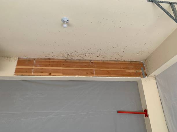 Best Mold Removal for HVAC Installations  in Boonton, NJ