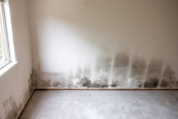 Mold Removal for HVAC Installations in Boonton, NJ