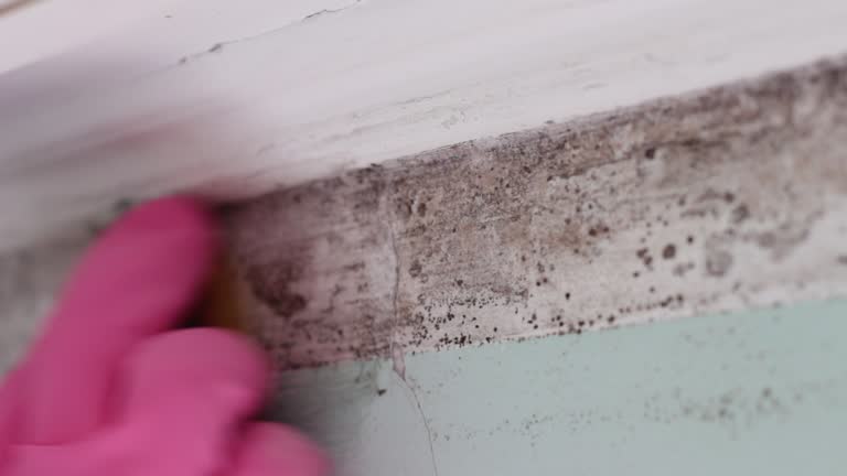 Best Attic Mold Removal  in Boonton, NJ